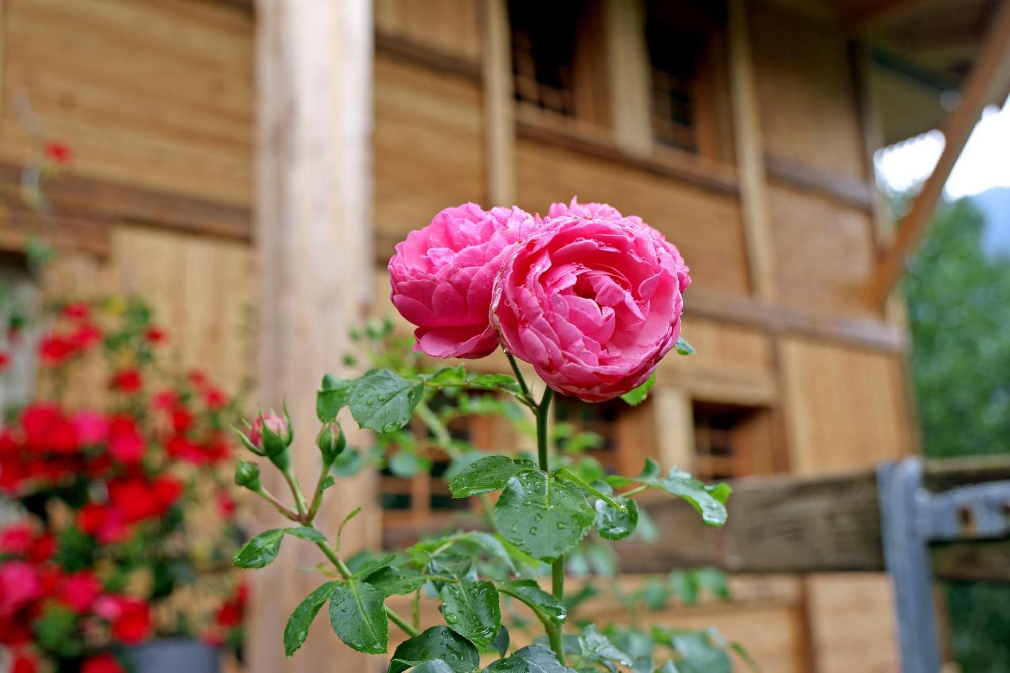 Living Timeless- Haldenhof Loft, Luxus Schwarzwald-Retreat Mit Sauna Fuer Bis Zu 12 Personen Villa Simonswald Exterior foto